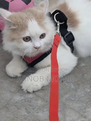 6-12 Months Female Purebred Persian