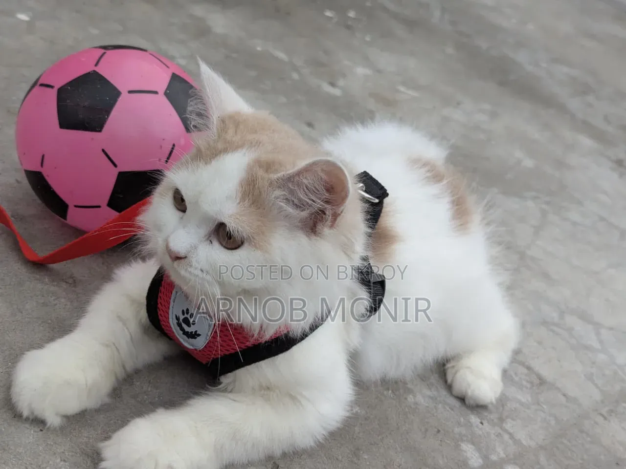 6-12 Months Female Purebred Persian