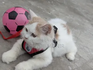 6-12 Months Female Purebred Persian