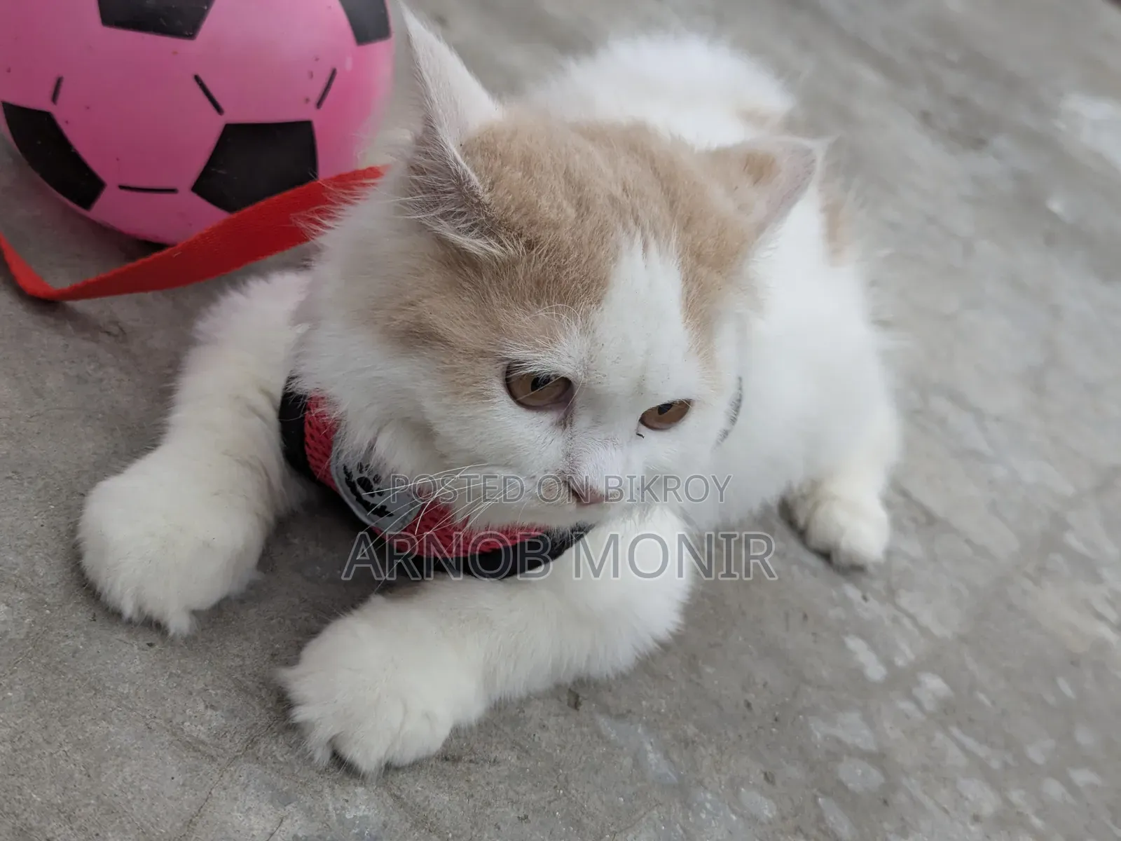 6-12 Months Female Purebred Persian