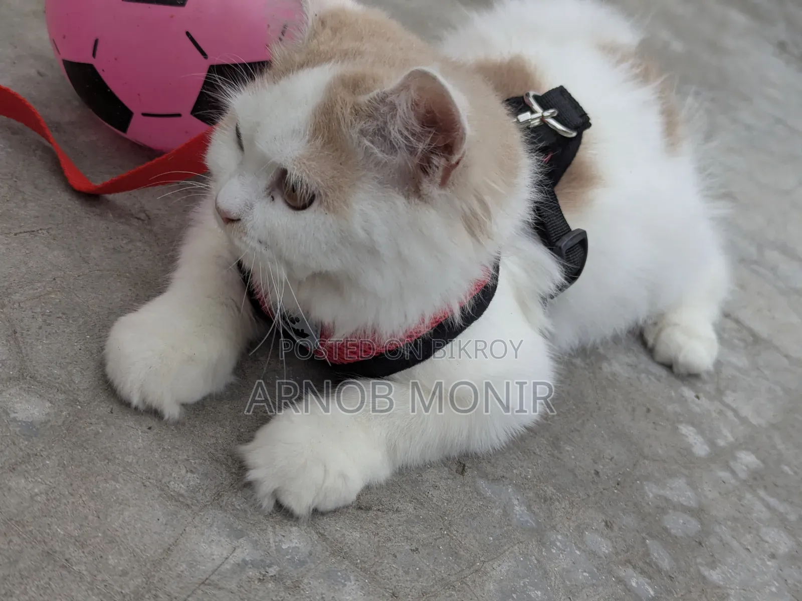 6-12 Months Female Purebred Persian