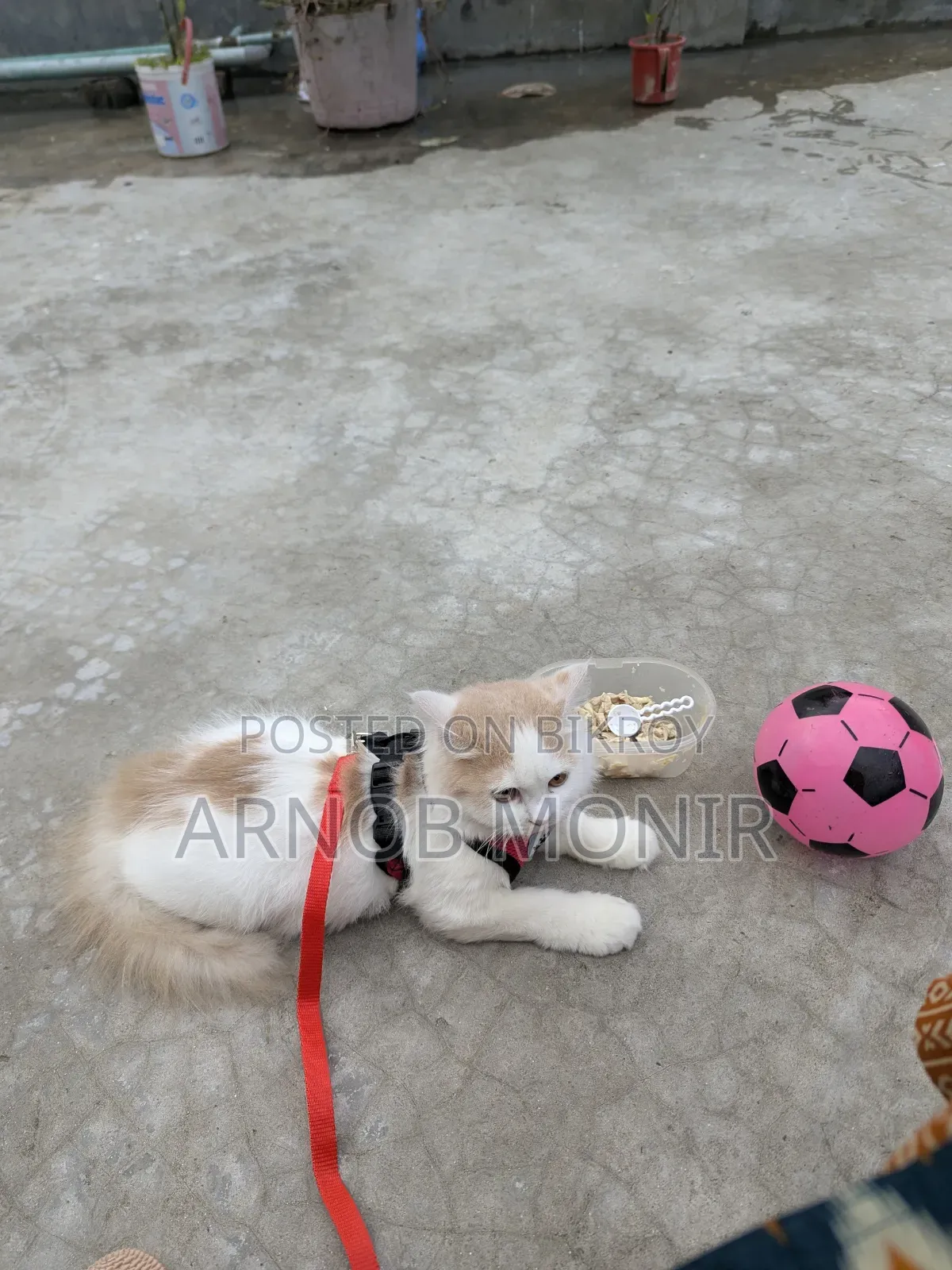6-12 Months Female Purebred Persian