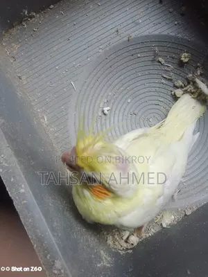 অ্যাক্টিভ হেলদি অ্যান্ড প্লেফুল ককাটেল বেবি ৩ পিস