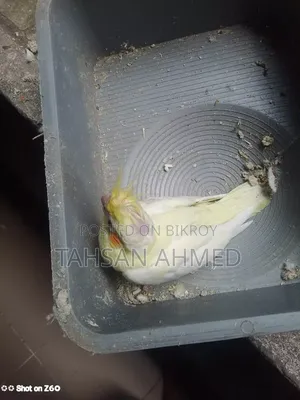 অ্যাক্টিভ হেলদি অ্যান্ড প্লেফুল ককাটেল বেবি ৩ পিস