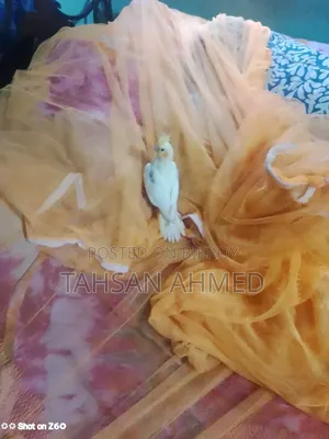 অ্যাক্টিভ হেলদি অ্যান্ড প্লেফুল ককাটেল বেবি ৩ পিস