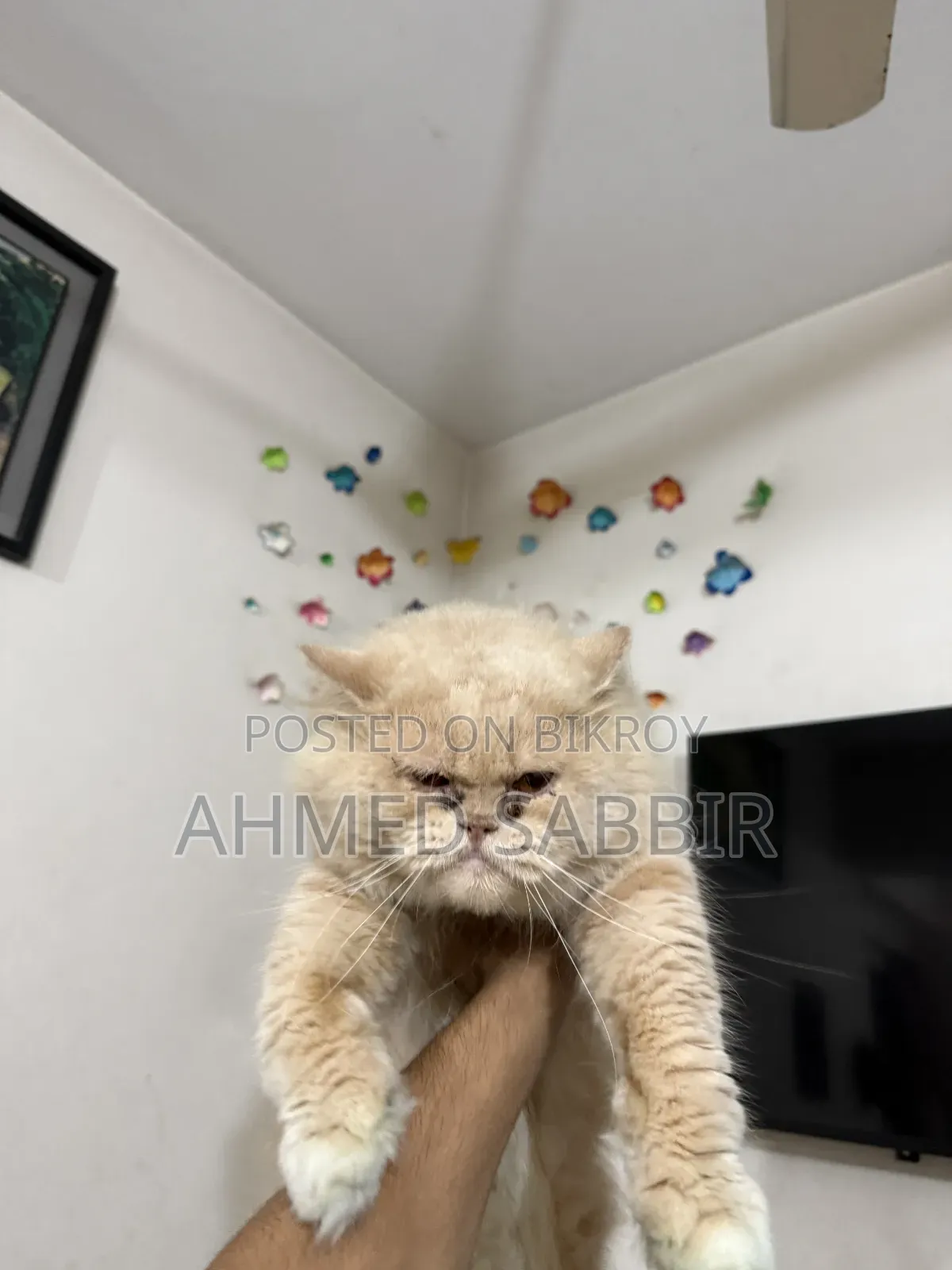 3-6 months Male Purebred Persian