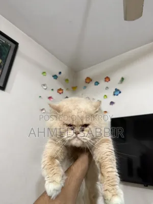 3-6 months Male Purebred Persian