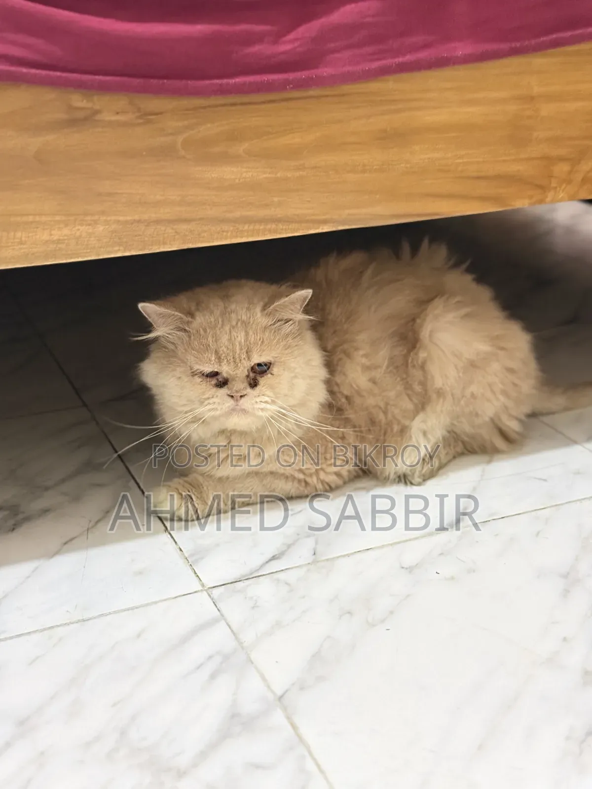 3-6 months Male Purebred Persian