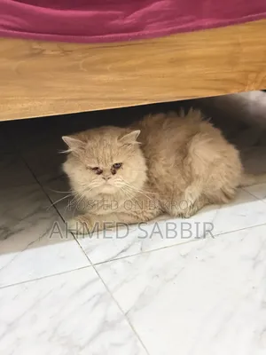 3-6 months Male Purebred Persian