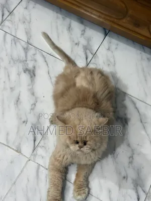 3-6 months Male Purebred Persian