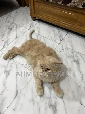 3-6 months Male Purebred Persian