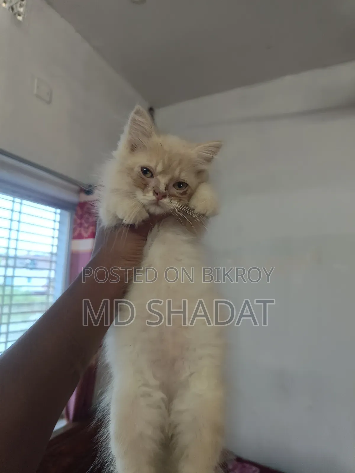 1-3 Months Male Purebred Persian