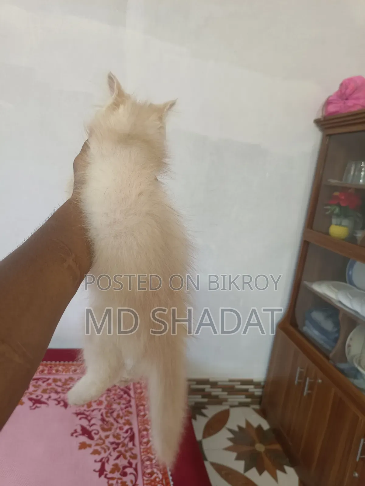 1-3 Months Male Purebred Persian