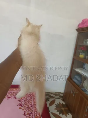 1-3 Months Male Purebred Persian