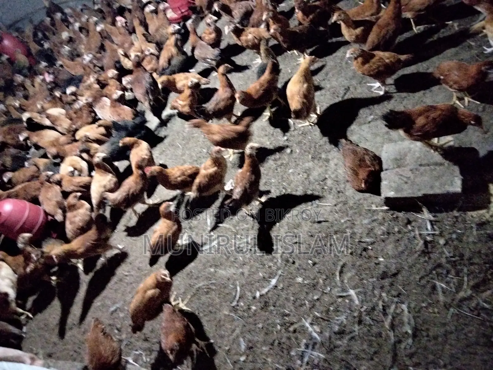 একহাজার সোনালী মুরগী বিক্রি করবো।