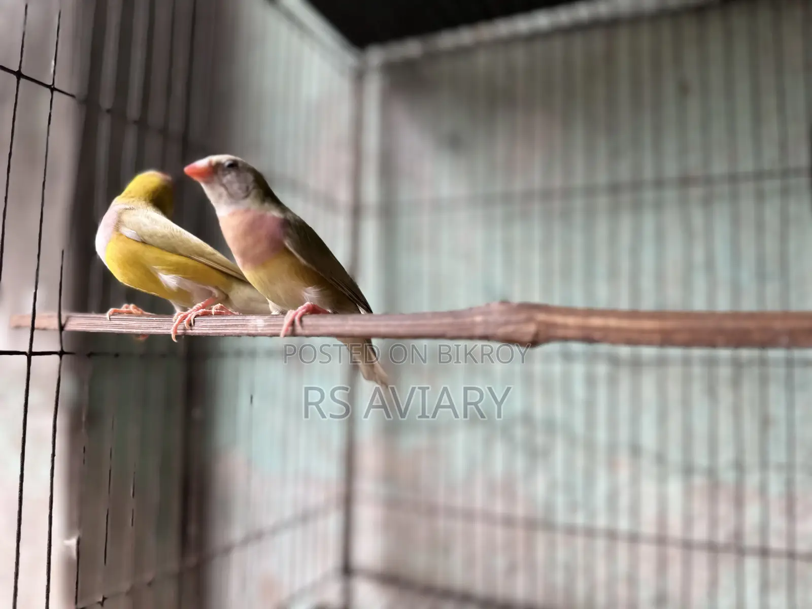 Gouldian Finch Running Pair