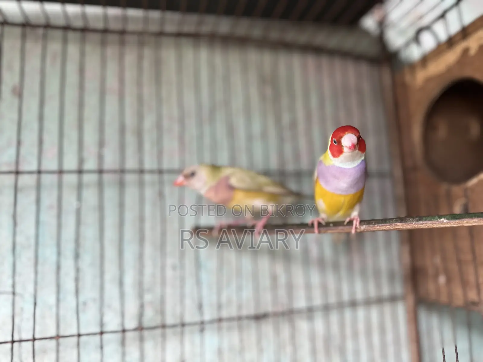 Gouldian Finch Running Pair