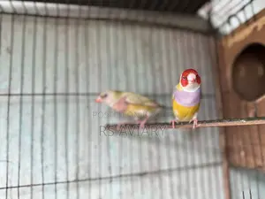 Gouldian Finch Running Pair