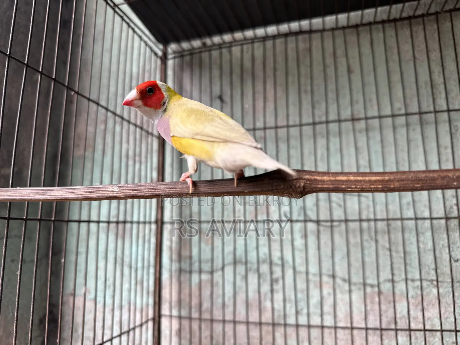 Gouldian Finch Running Pair
