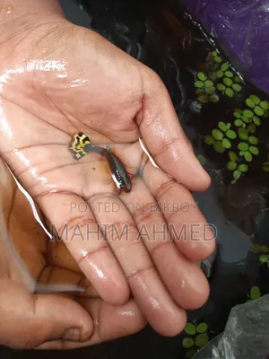Mix Guppy Fish RTP Guppy