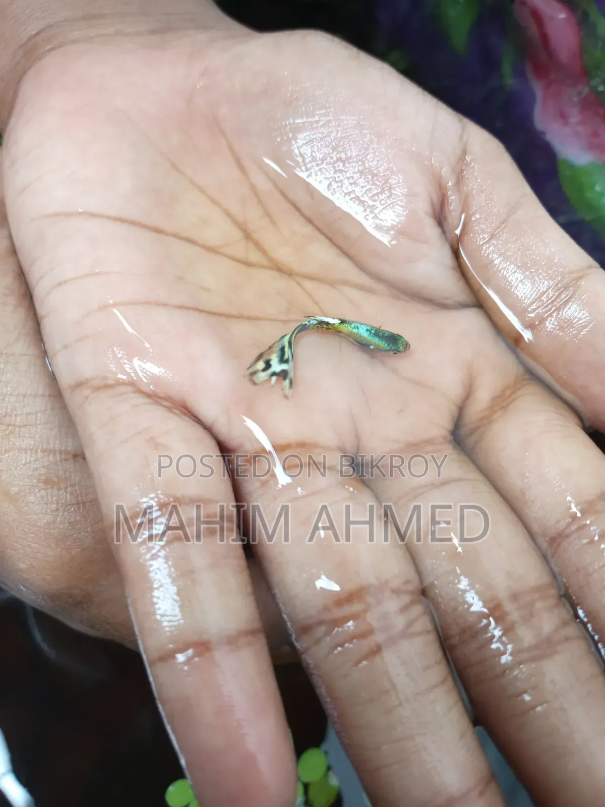 Mix Guppy Fish RTP Guppy