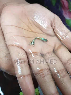 Mix Guppy Fish RTP Guppy