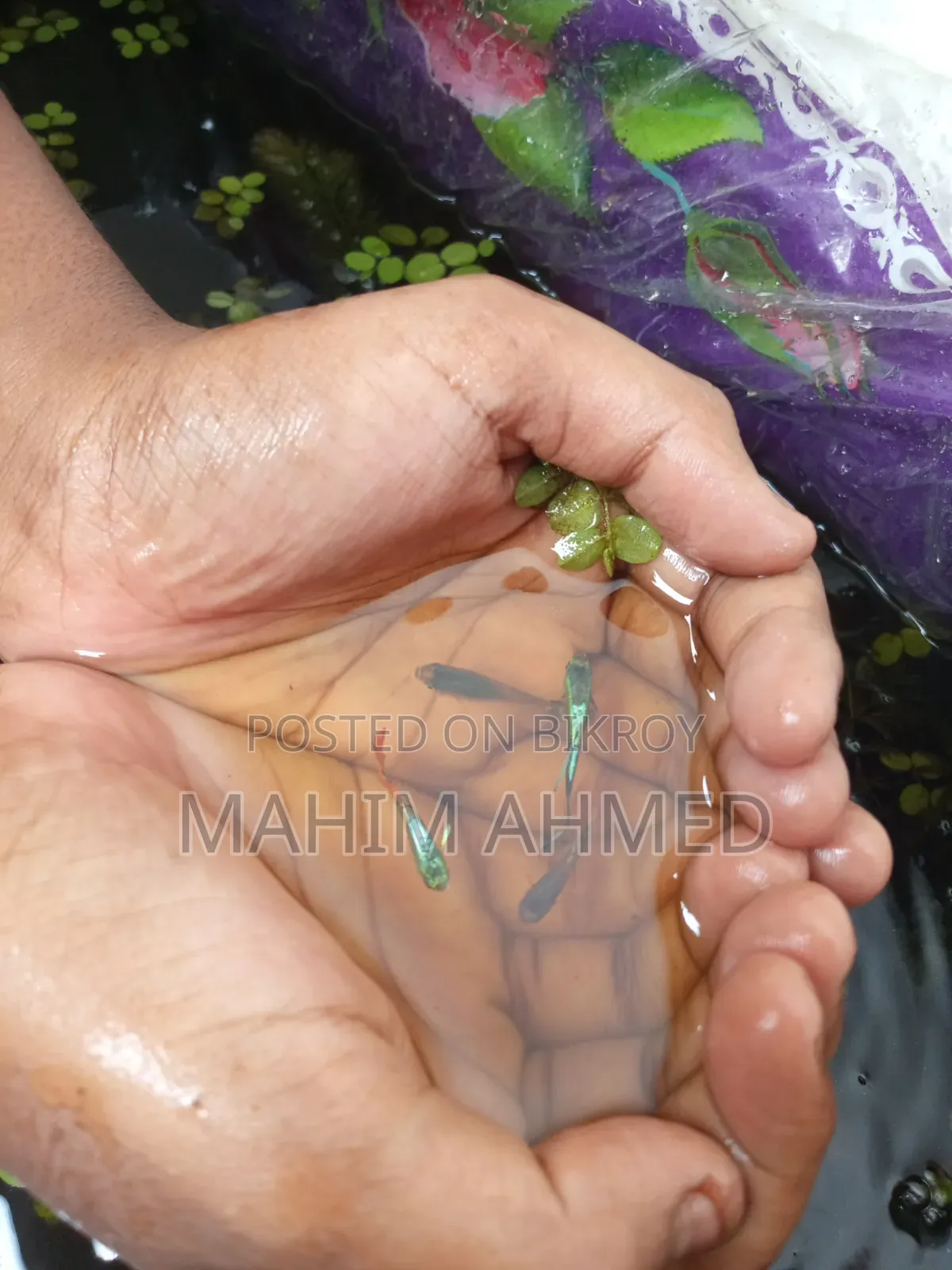 Mix Guppy Fish RTP Guppy