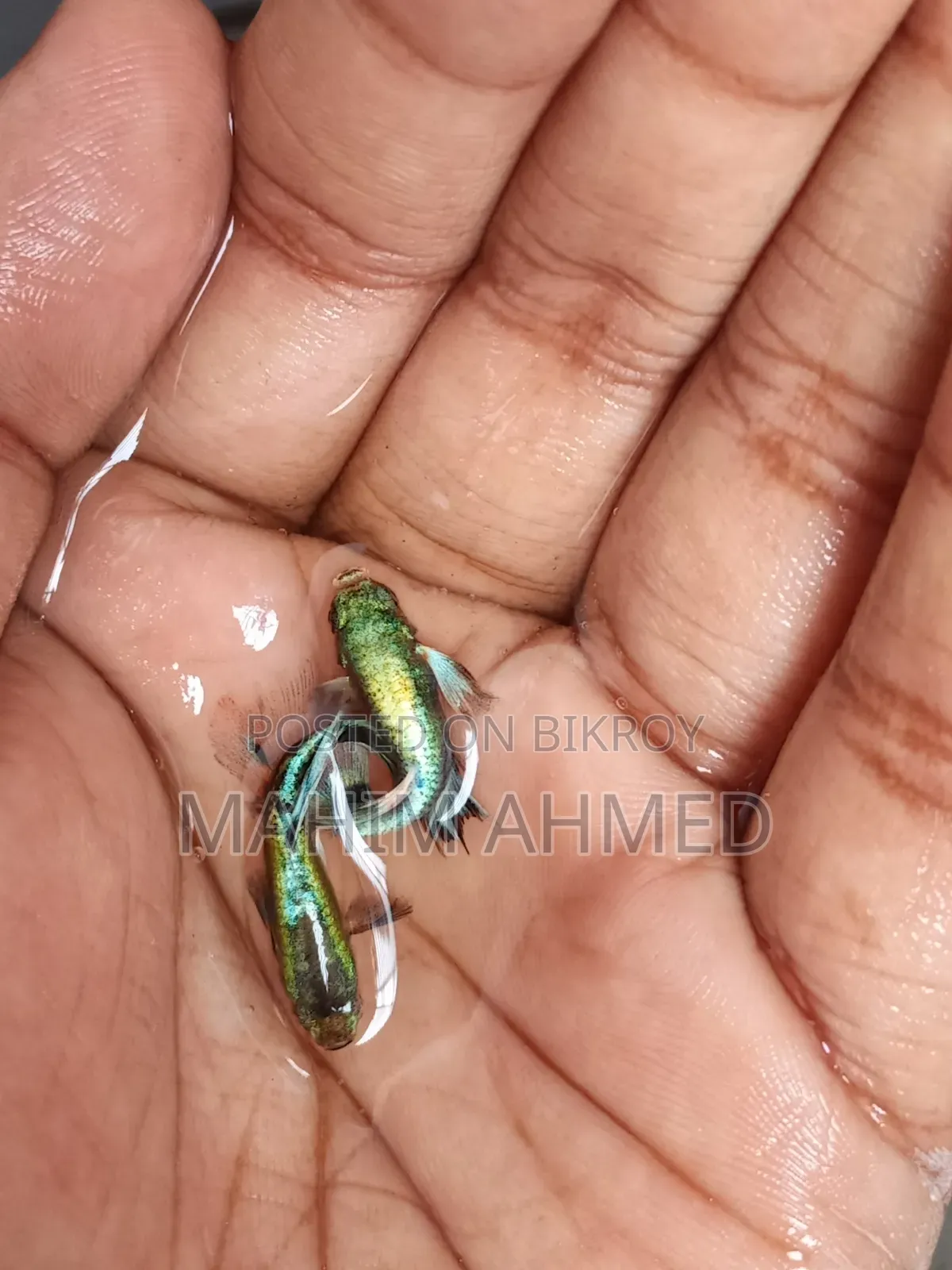 Mix Guppy Fish RTP Guppy