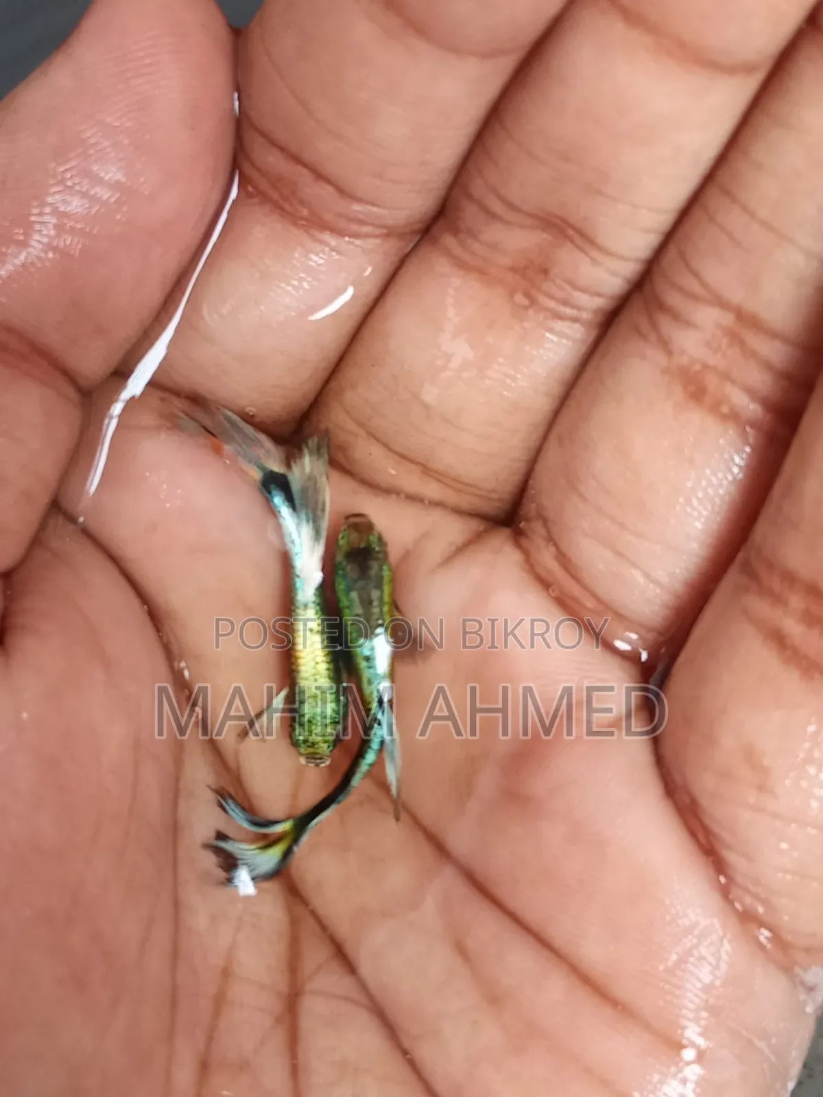 Mix Guppy Fish RTP Guppy