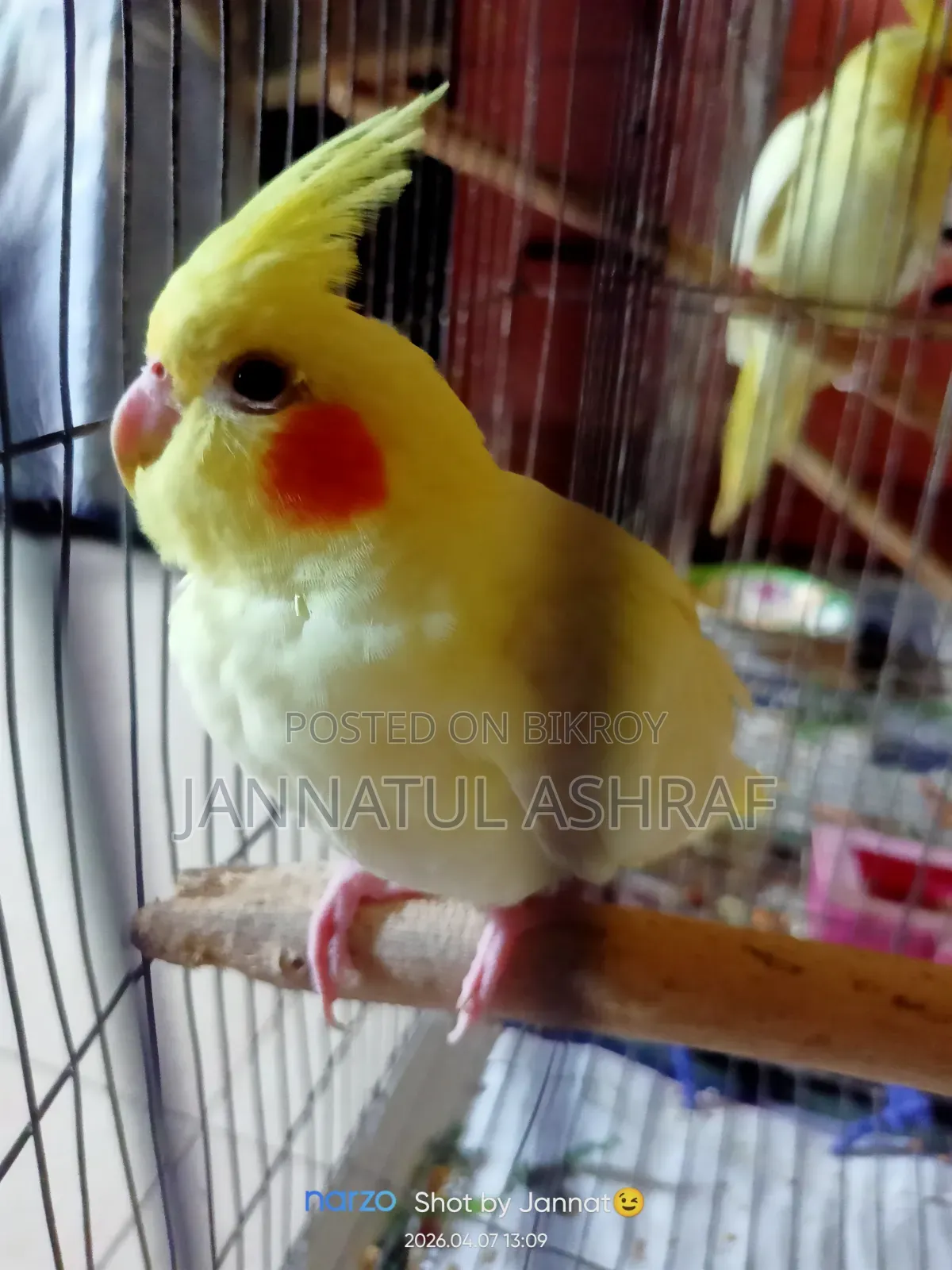 ফিমেল লুটিনো ককাটেল পাখি বিক্রি করা হবে