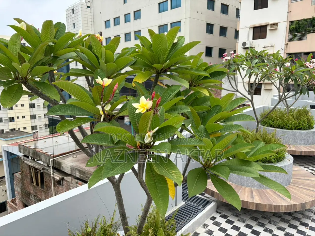 ধানমন্ডির প্যারামাউন্ট রেসিডেন্সে ৩ বেডরুমের অ্যাপার্টমেন্ট ভাড়ার জন্য