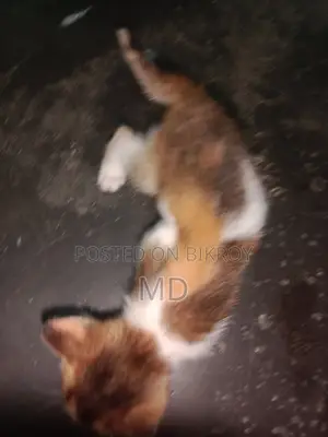 0-1 Month Female Purebred Bengal Kitten