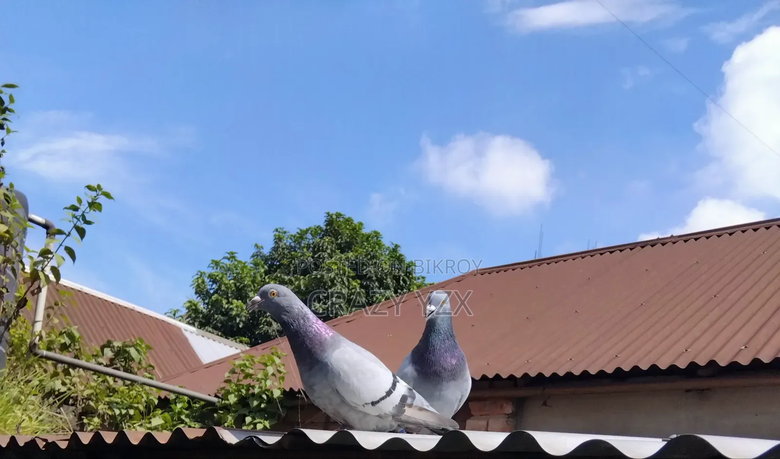 টপ ক্লাসের রেসার