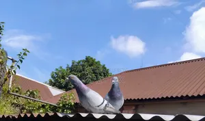 টপ ক্লাসের রেসার