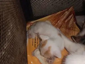 0-1 Month Female Purebred Bengal Kitten