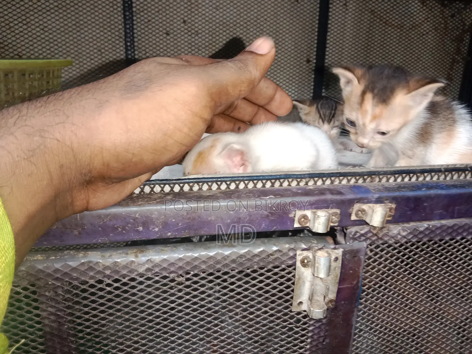 0-1 Month Female Purebred Bengal Kitten