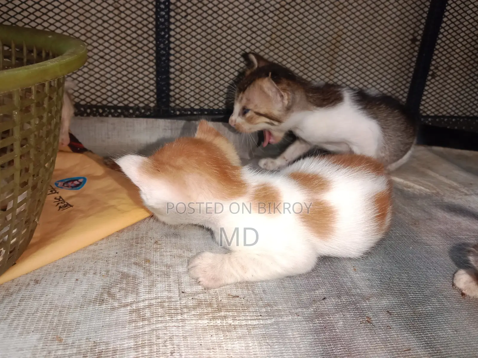 0-1 Month Female Purebred Bengal Kitten