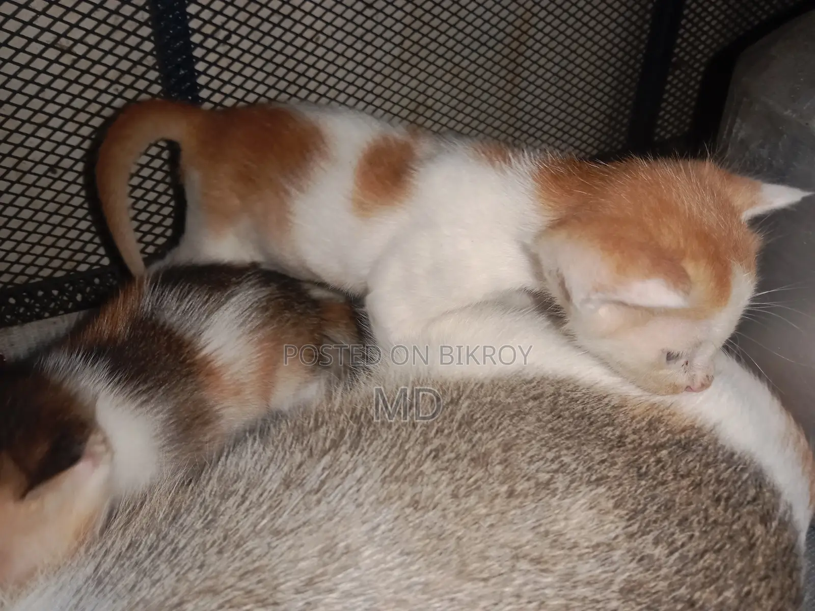 0-1 Month Female Purebred Bengal Kitten