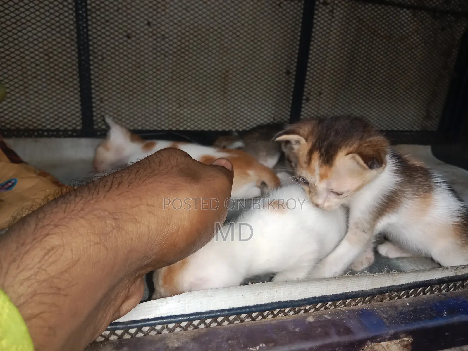 0-1 Month Female Purebred Bengal Kitten