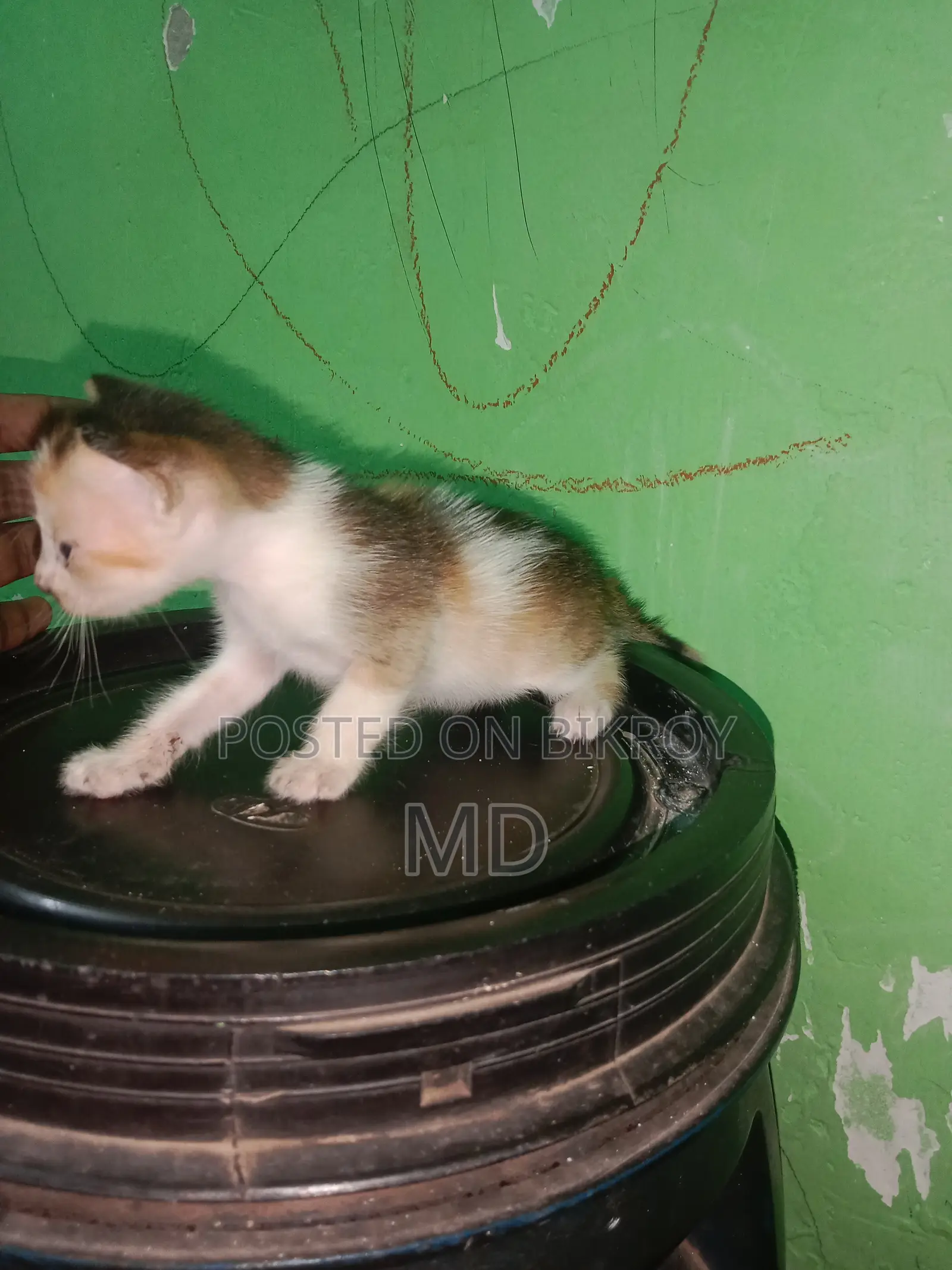 0-1 Month Female Purebred Bengal Kitten