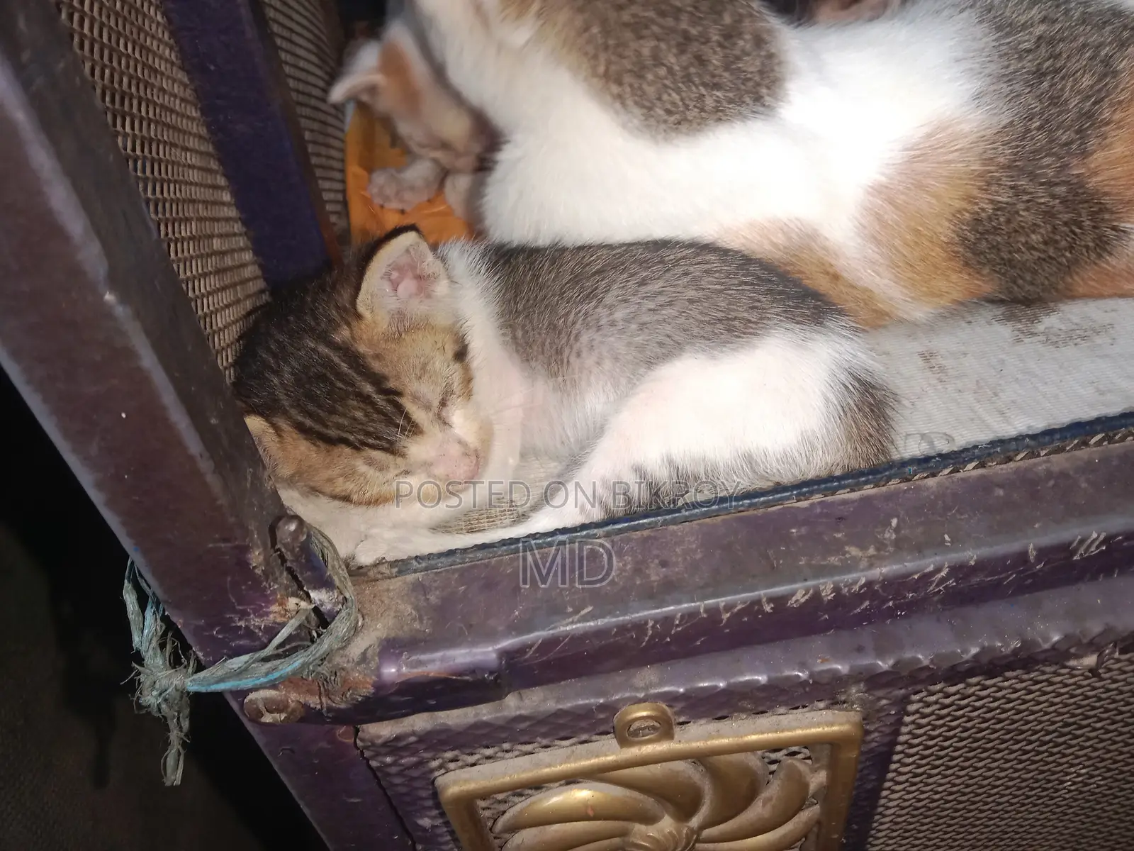 0-1 Month Female Purebred Bengal Kitten
