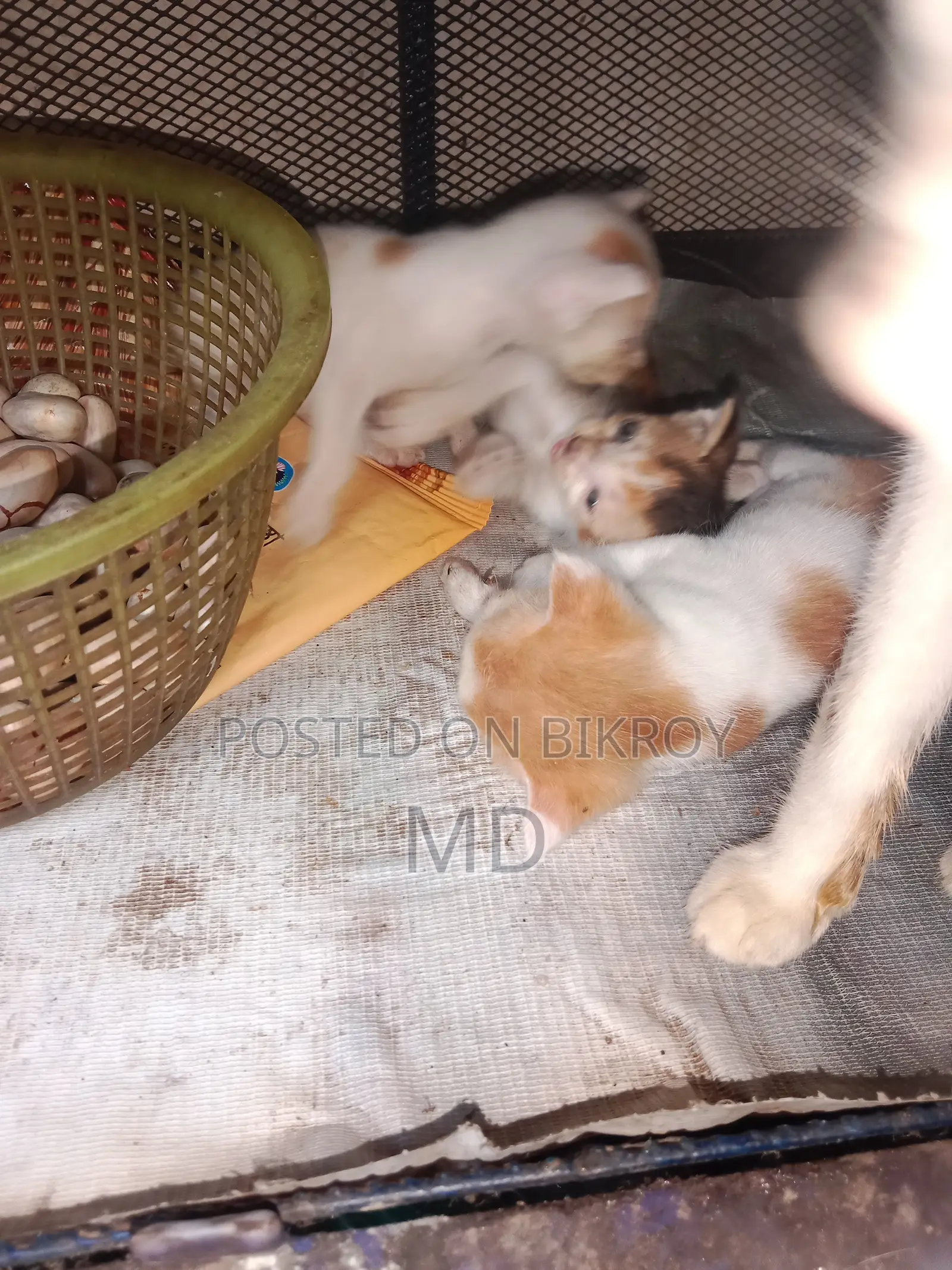 0-1 Month Female Purebred Bengal Kitten