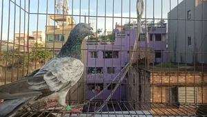 Beji Pigeon