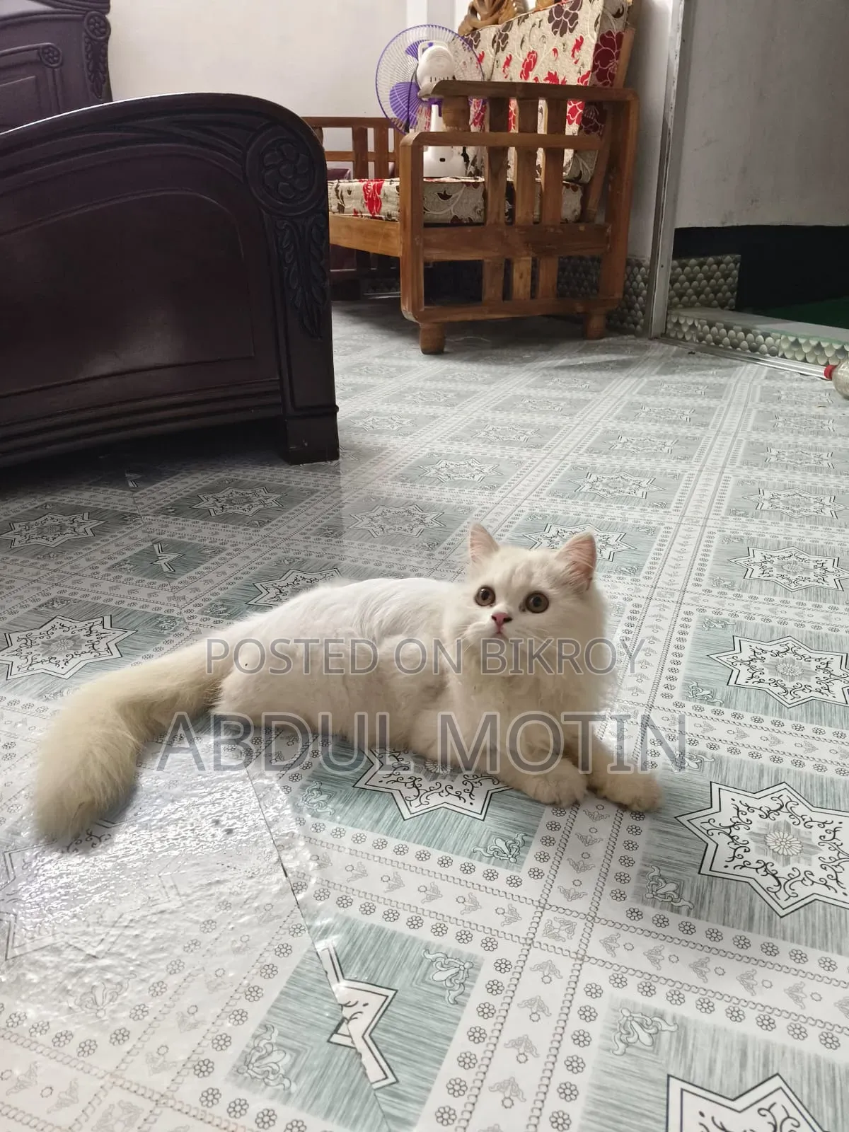 ৬-১২ মাসের ফিমেল পিওরব্রেড পার্সিয়ান বিড়াল