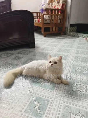 ৬-১২ মাসের ফিমেল পিওরব্রেড পার্সিয়ান বিড়াল
