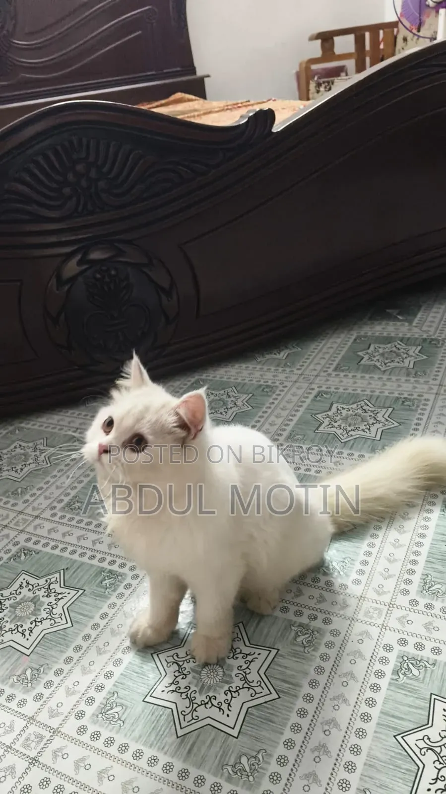 ৬-১২ মাসের ফিমেল পিওরব্রেড পার্সিয়ান বিড়াল