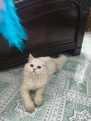 ৬-১২ মাসের ফিমেল পিওরব্রেড পার্সিয়ান বিড়াল