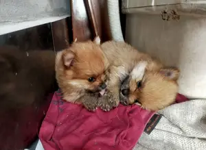 ০-১ মাস বয়সী পুরুষ বিশুদ্ধ জাতের পোমেরানিয়ান