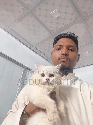 ৬-১২ মাসের ফিমেল পিওরব্রেড পার্সিয়ান বিড়াল