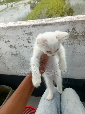 1-3 Months Male Purebred Persian